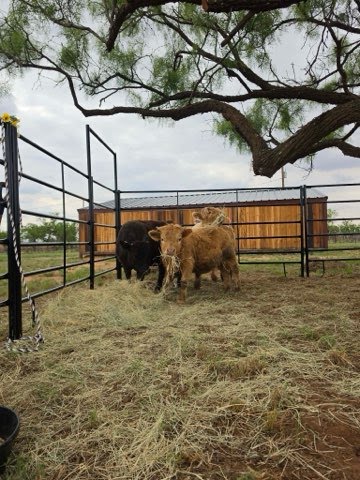 Livestock Panels from Steadfast Supply LLC in San Angelo, TX